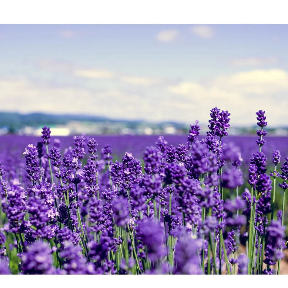 premium-lavender-3_1.webp